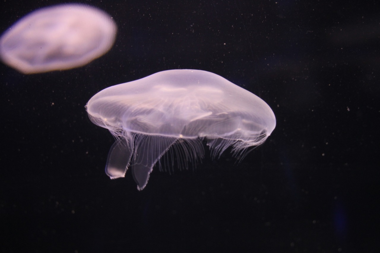 ATENÇÃO! Águas Vivas em Balneário Camboriú -  Nova atração do Oceanic Aquarium
