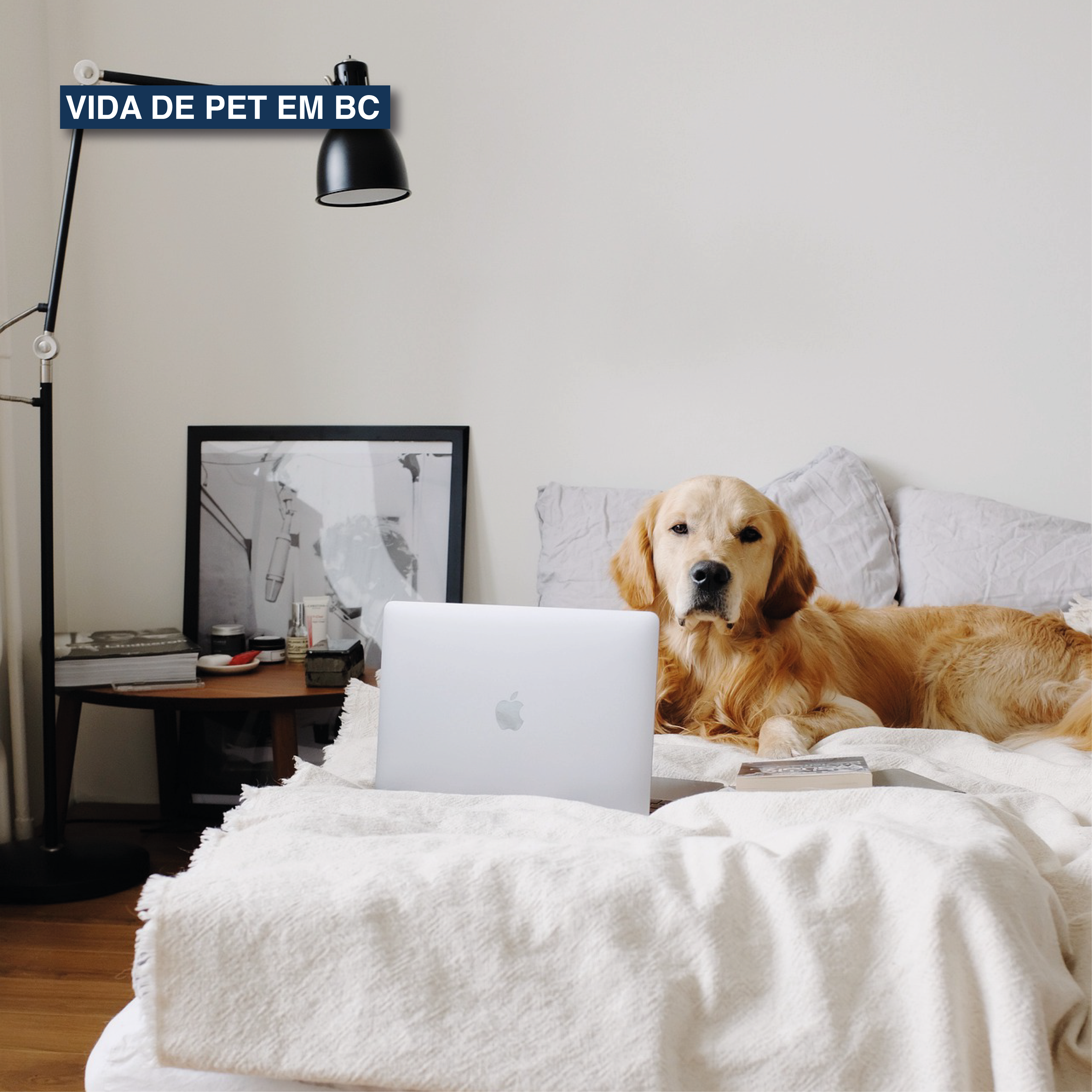 COMO É A VIDA DE PET EM BALNEÁRIO CAMBORIÚ
